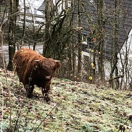 Koelbel Familienurlaub In Der Apartment Schmallenberg