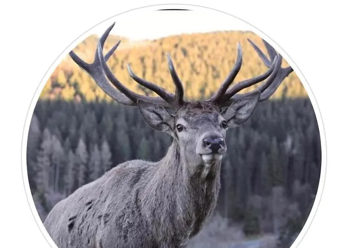 Koelbel Familienurlaub In Der Apartament Schmallenberg