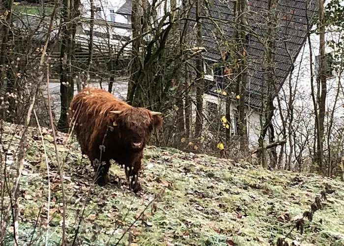 Koelbel Familienurlaub In Der Appartement Schmallenberg